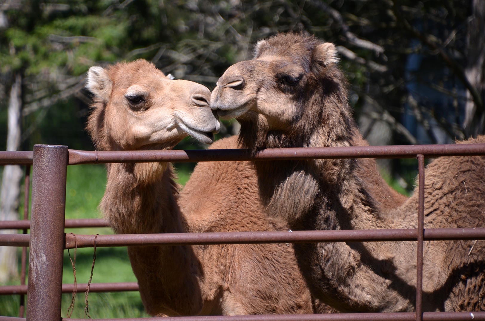 R&P Camel Co., Urbana, Missouri