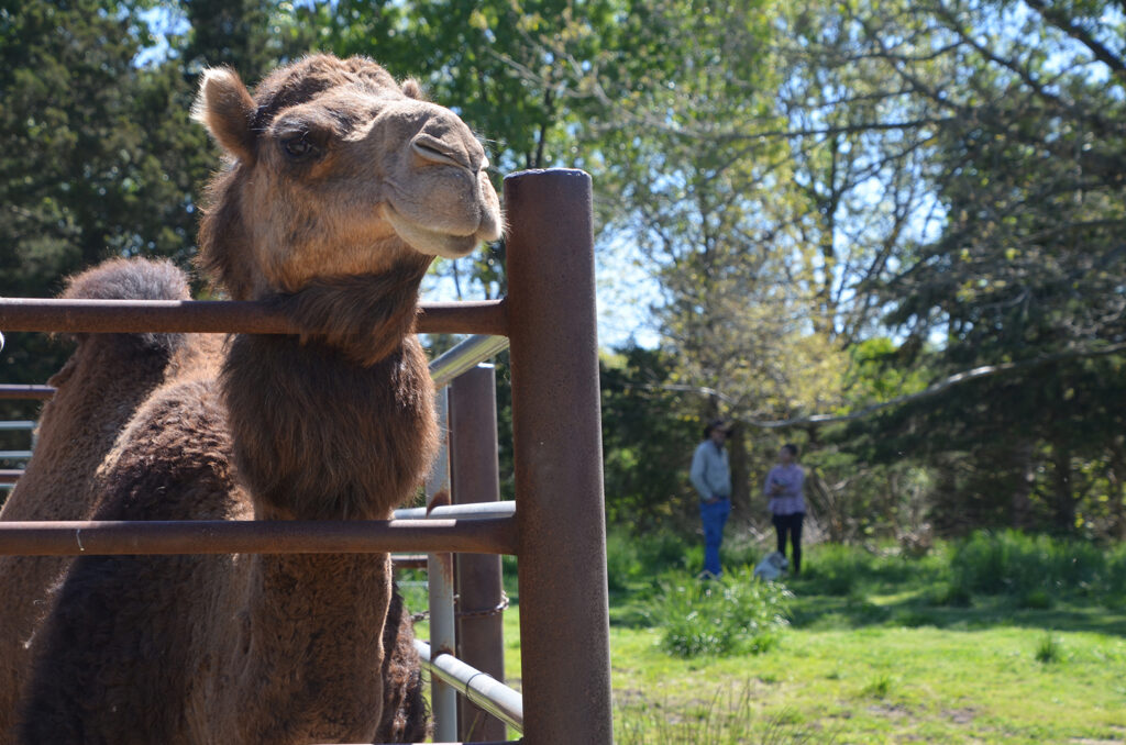 R&P Camel Co., Urbana, Missouri