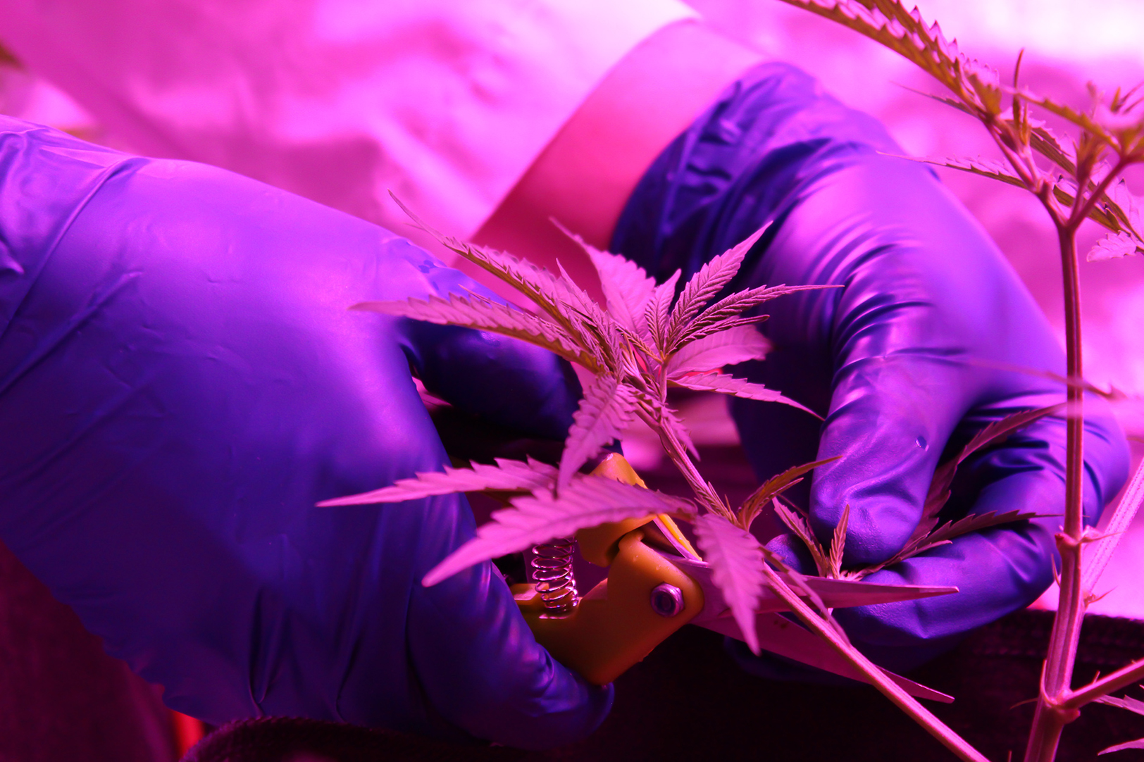 Photo courtesy of United American Hemp